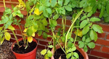 Proč bramborové listy zespodu žloutnou a co dělat?